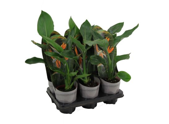 Strelicja królewska 35 cm doniczka 12 cm