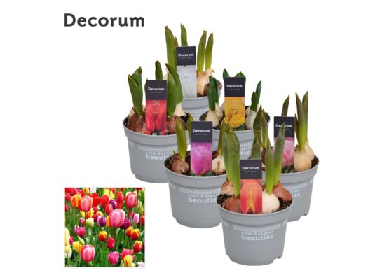 Tulipan Mix 17 cm doniczka 12 cm