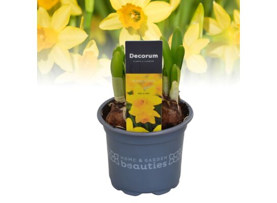 Narcyz Tete a tete 15 cm doniczka 9 cm