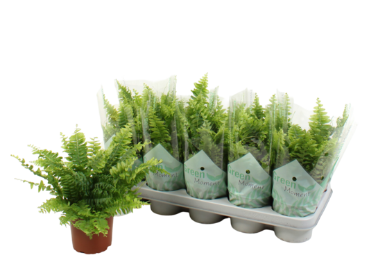 Paproć nerfolepsis 25 cm doniczka 12 cm