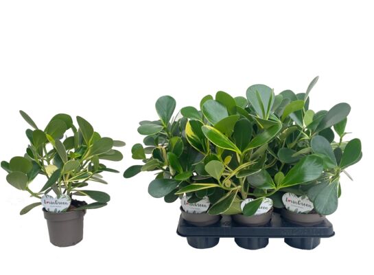 Clusia 35 cm doniczka 12 cm