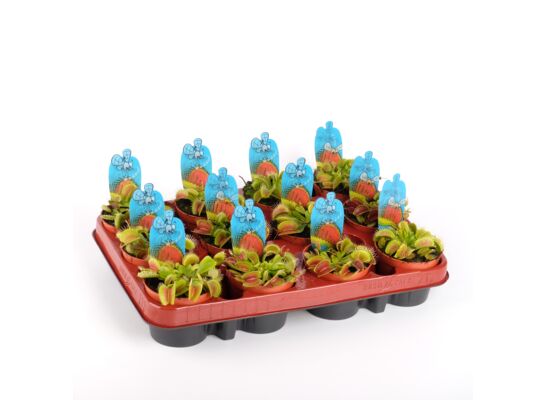 Muchołówka 12 cm doniczka 9 cm