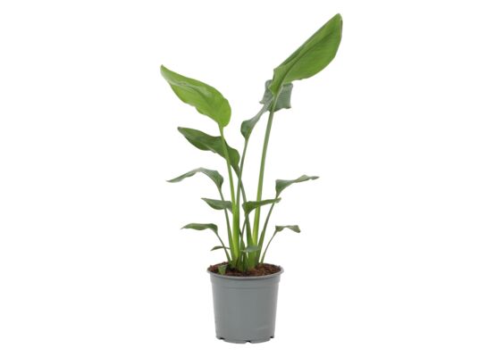 Strelicja królewska 90 cm doniczka 19 cm