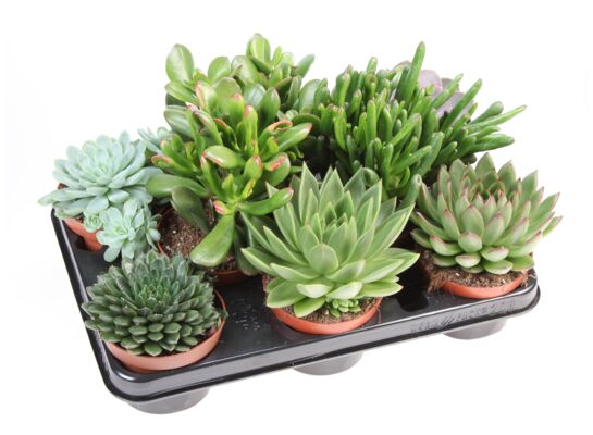 Sukulenty mix wys. 20 cm don. 10 cm