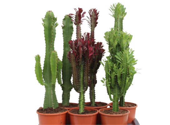 Wilczomlecz mix 75 cm doniczka 17 cm