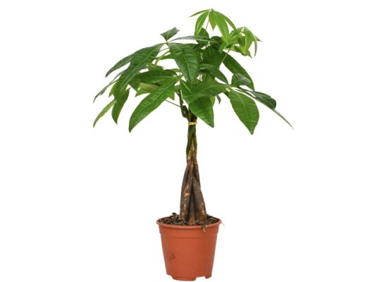 Pachira wodna 60 cm doniczka 17 cm