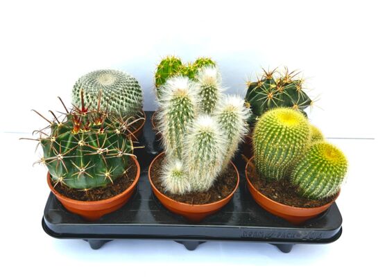 Kaktus mix 20 cm doniczka 14 cm