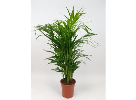 Palma Areka wys.77 cm don. 17 cm