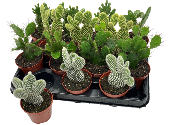 Opuncja 15 cm doniczka 8 cm