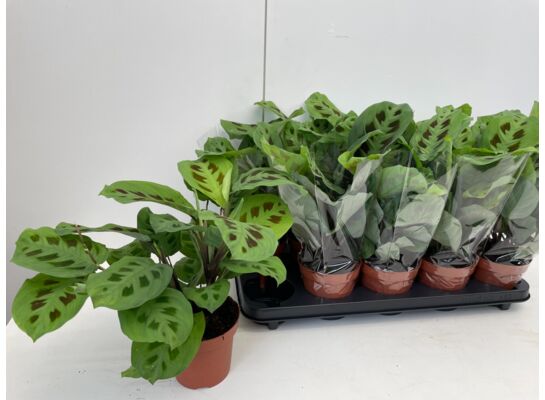 Maranta wys. 30 cm don. 12 cm
