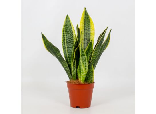 Sansewieria Futura Superba 30 cm doniczka 12 cm