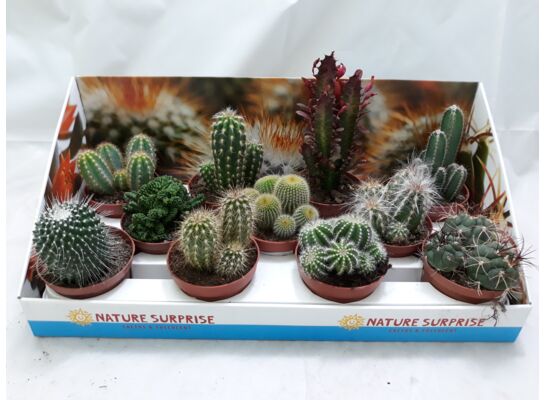 Kaktus mix odmian 15 cm doniczka 10,5 cm