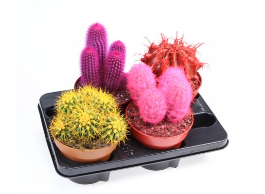 Kaktus malowany mix 25 cm doniczka 15 cm