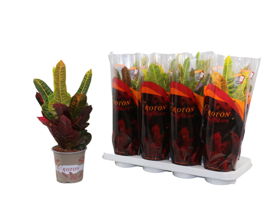 Kroton 45 cm doniczka 13 cm