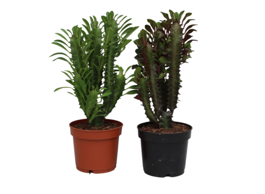 Wilczomlecz mix 27 cm doniczka 12 cm