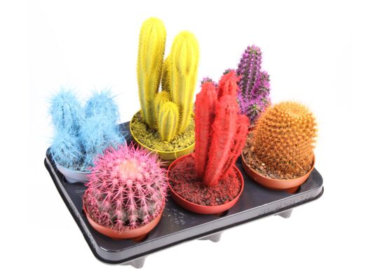 Kaktus malowany mix 20 cm doniczka 12 cm