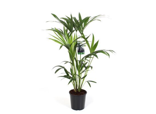 Kentia 120 cm doniczka 21 cm
