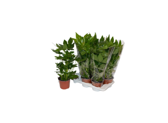 Fatsja japońska 50 cm doniczka 17 cm