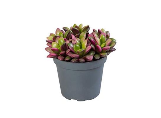 Anacampseros 14 cm doniczka 6 cm