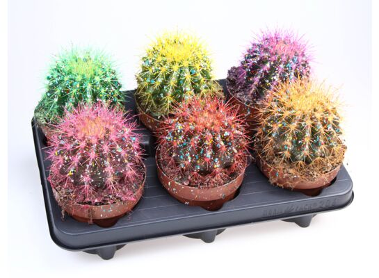 Echinokaktus grusonii malowany z brokatem 15 cm doniczka 12 cm