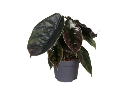 Alokazjia Azlani 30 cm doniczka 12 cm