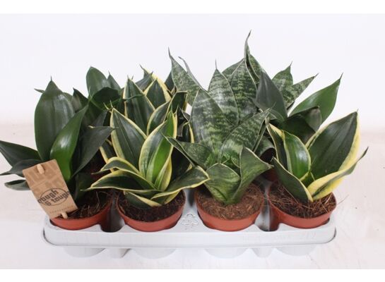 Sansevieria mix 25 cm doniczka 9 cm