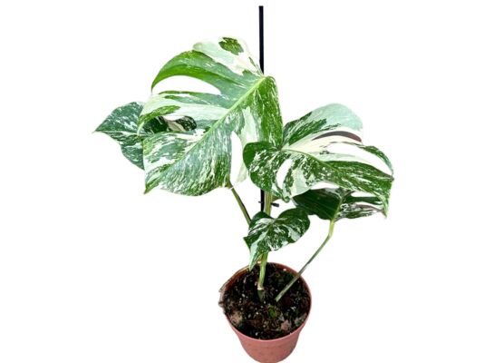 Monstera Variegata 45 cm doniczka 17 cm