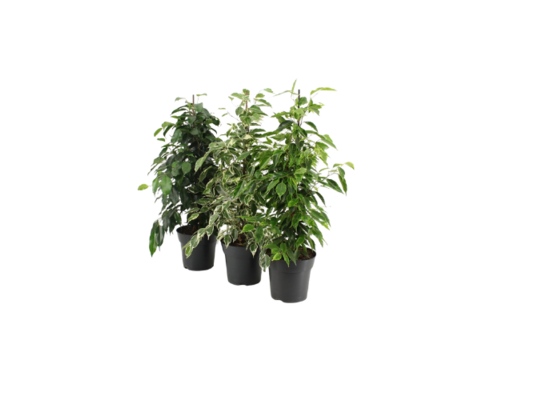 Fikus mix 60 cm doniczka 17 cm