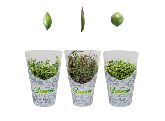 Senecio mix 15 cm doniczka 12 cm