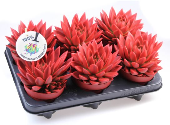 Echeweria malowana 15 cm doniczka 12 cm czerwony