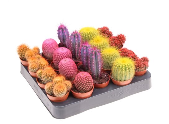 Kaktus malowany mix 8 cm doniczka 5,5 cm