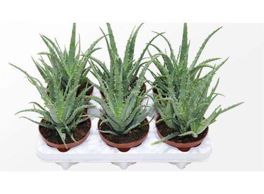 Aloes drzewiasty wys. 20 cm don. 12 cm
