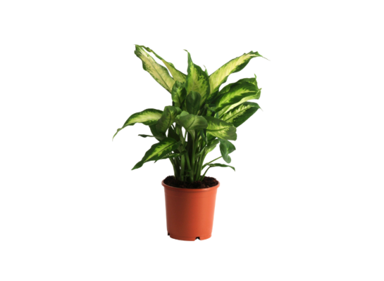 Difenbachia Camila 35 cm doniczka 12 cm