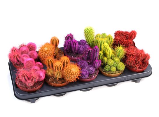 Kaktus malowany mix 15 cm doniczka 10,5 cm