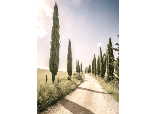 Obraz na płótnie 50 x 70 cm Aleja Cyprysy