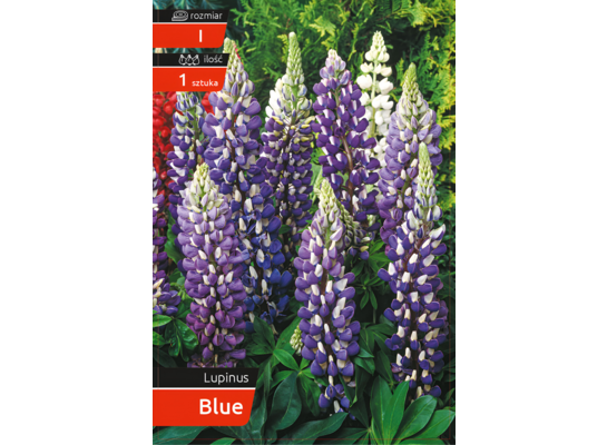 Łubin blue kapers I