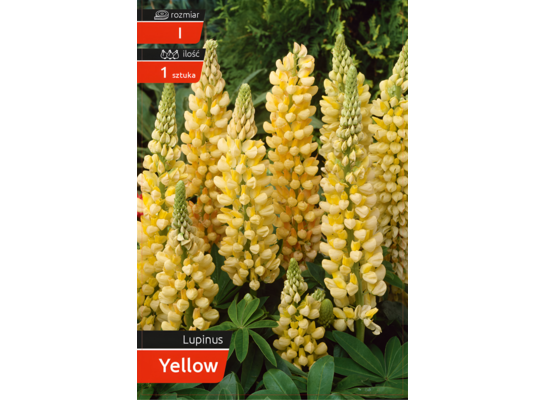 Łubin Yellow Kapers I