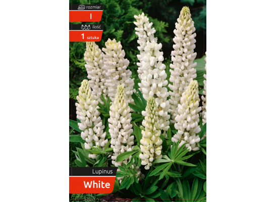 Łubin white kapers I