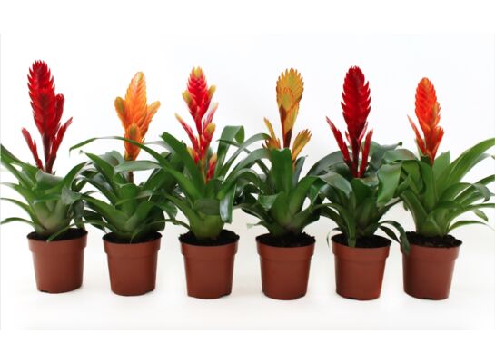 Vriesa 37 cm doniczka 12 cm mix