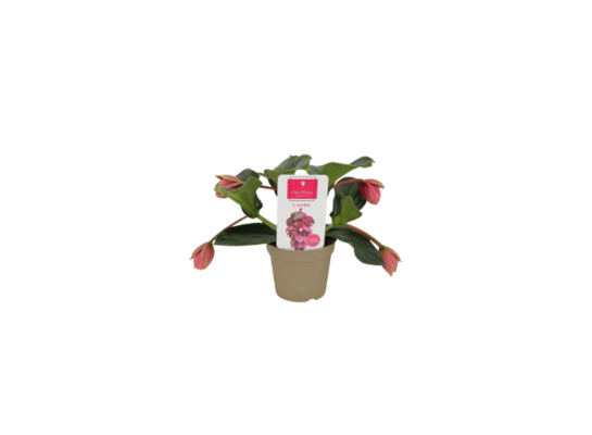 Medinilla 45 x 17 cm