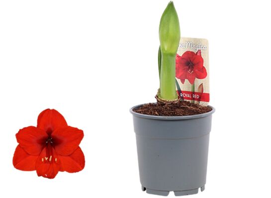 Amarylis 20 cm doniczka 14 cm mix