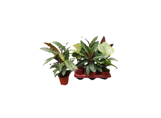 Kalatea mix 40 cm doniczka 14 cm