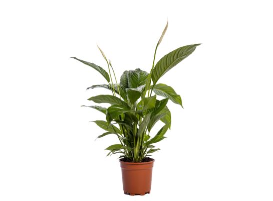 Skrzydłokwiat 90 cm doniczka 21 cm