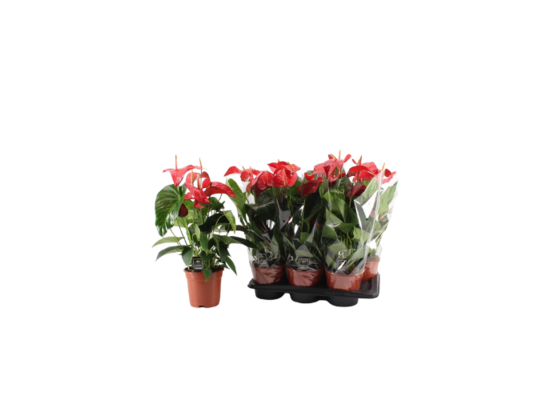 Anthurium wys. 60 cm śr. don. 17 cm czerwony