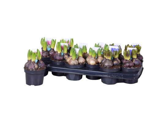 Hyacint mix 15 cm doniczka 10,5 cm