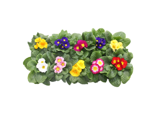 Primula 15 cm doniczka 10,5 cm