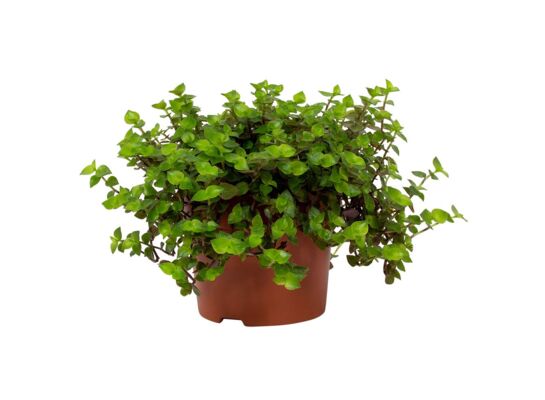 Callisia Turtle 16 cm doniczka 12 cm