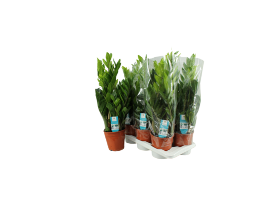 Zamiokulkas 70 cm doniczka 17 cm