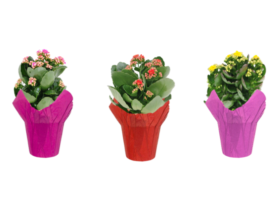 Kalanchoe mix z osłonką