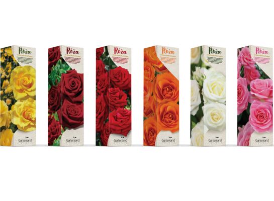 Róża wielkokwiatowa Belle Ange różowa balot